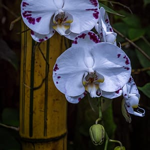 Breathtakingly beautiful orchids from Hawaii
