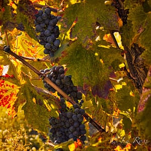Vineyards, Pinot Noir, grapes