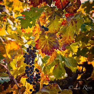 Vineyards, Pinot Noir, grapes