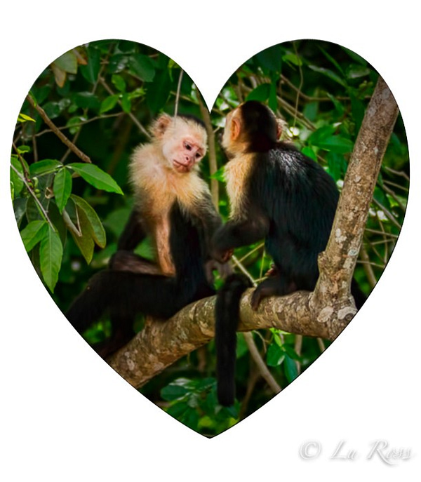 Capuchin Monkeys