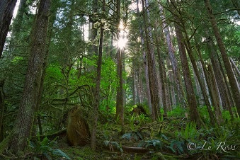 Rainforest in Olympic National Park