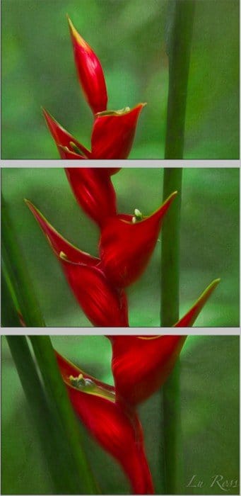 Firebird Flower