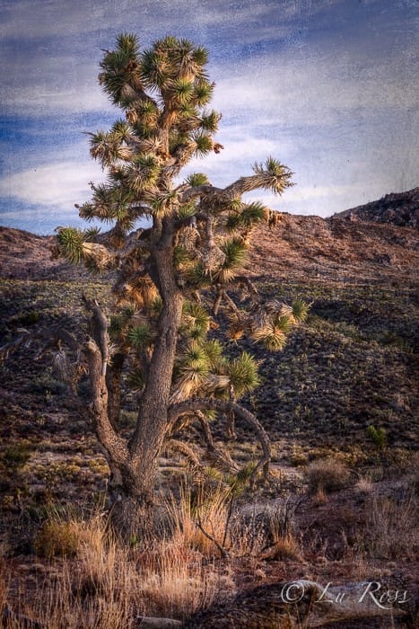 Mojave National Preserve, California