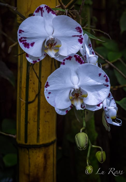 Breathtakingly beautiful orchids from Hawaii