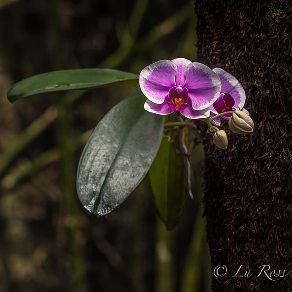 Purple Orchid - Tiny Art